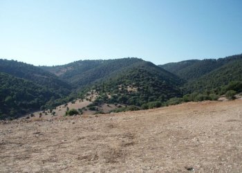 01 MATTINATA Terreno collinare all\'interno de - Agricultural land Mattinata - photo 7