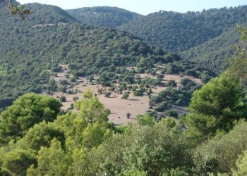 03 MATTINATA Terreno collinare all\'interno de - Agricultural land Mattinata - photo 8