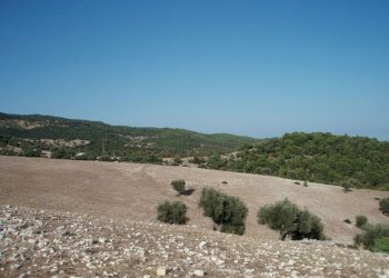 09 MATTINATA Terreno collinare all\'interno de - Agricultural land Mattinata - photo 11