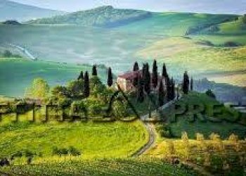 Terreno agricolo Fauglia - foto 7