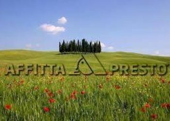 Terreno agricolo Fauglia - foto 11