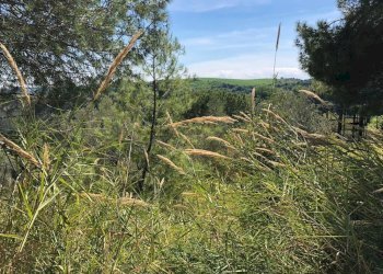 05 GROTTAMMARE - TERRENO EDIFICABILE VISTA MARE.jp - Terreno edificabile Grottammare - foto 5