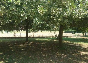 Casa indipendente Mordano - foto 1