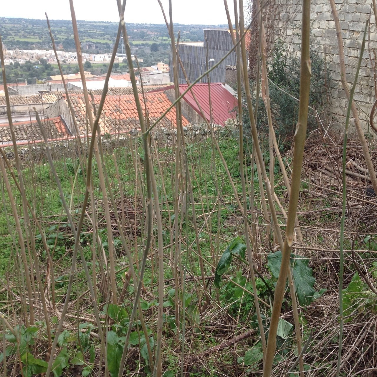 IMG_4033.JPG - Terreno edificabile Canicattini Bagni - foto 2