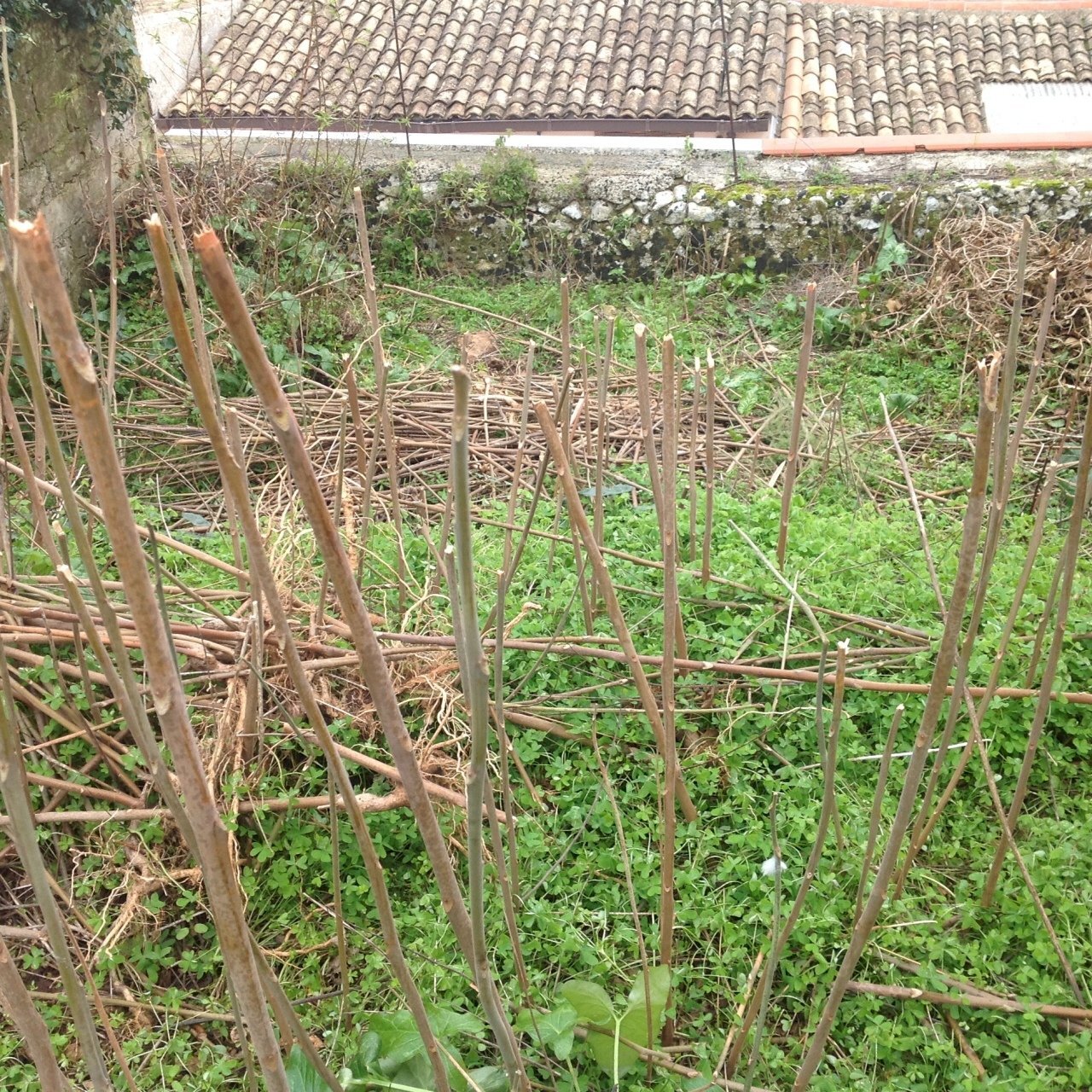 IMG_4039.JPG - Terreno edificabile Canicattini Bagni - foto 3