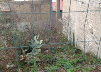 IMG_4055.JPG - Terreno edificabile Canicattini Bagni - foto 2