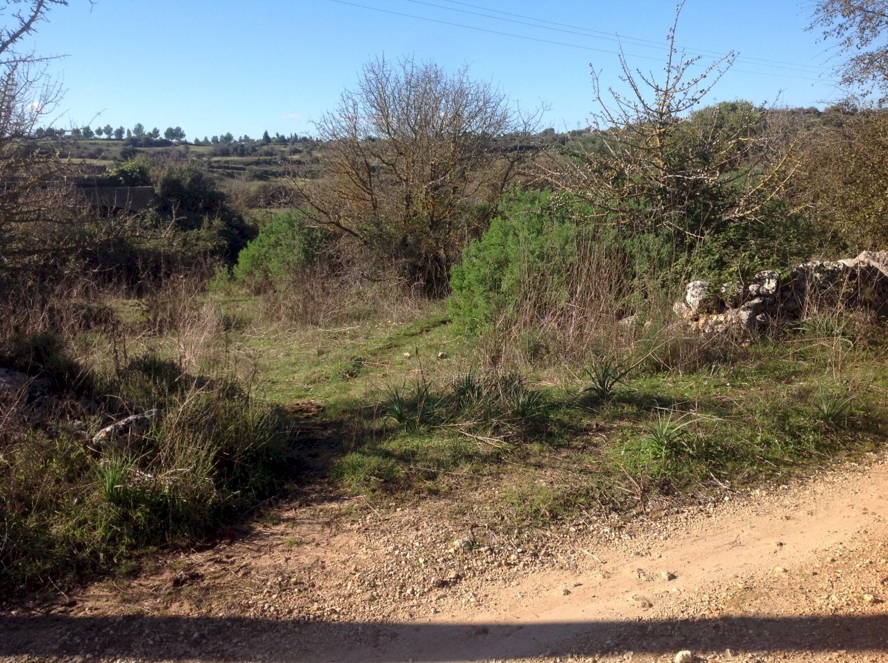 IMG_3903.JPG - Agricultural land Siracusa - photo 1