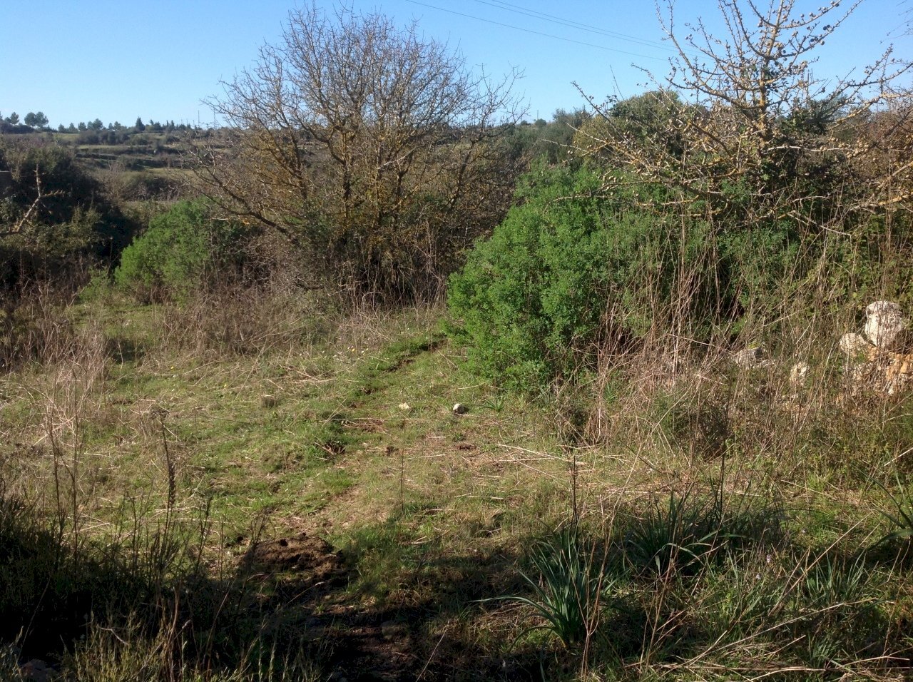 IMG_3896.JPG - Agricultural land Siracusa - photo 2