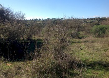 IMG_3900.JPG - Agricultural land Siracusa - photo 4