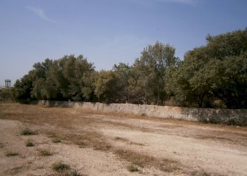 P5180090.JPG - Terreno agricolo Priolo Gargallo - foto 2