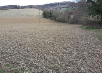 02 CARASSAI - TERRENO AGRICOLO IRRIGUO.jpg - Terreno agricolo Carassai - foto 4