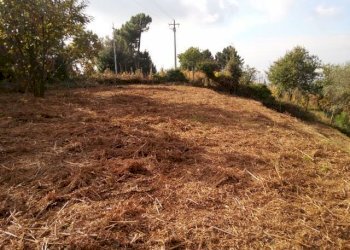 IMG_20151106_113415.jpg - Terreno agricolo via di caroggia, Lucca - foto 7