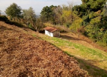 IMG_20151106_113420.jpg - Terreno agricolo via di caroggia, Lucca - foto 8