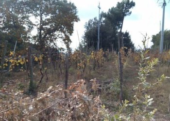 IMG_20151106_113621.jpg - Terreno agricolo via di caroggia, Lucca - foto 15