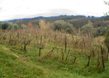 DSCN8651.JPG - Rustico bocconi, Lucca - foto 3