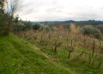 DSCN8652.JPG - Rustico bocconi, Lucca - foto 4