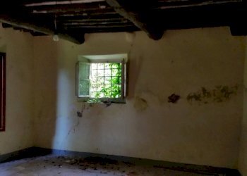 20150528_173112.jpg - Rustico bocconi, Lucca - foto 8