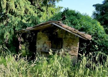 20150528_173914.jpg - Rustico bocconi, Lucca - foto 29