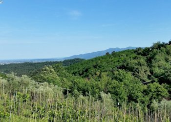 20150528_174108.jpg - Rustico bocconi, Lucca - foto 30