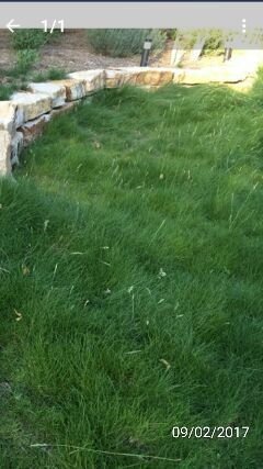 86a158dbad5536e9ebc57a05a6f82376.jpg - Terreno edificabile via bientina, Altopascio - foto 2