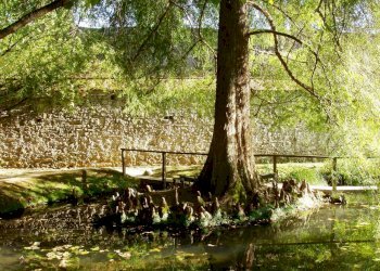 orto-botanico-comunale-di-lucca.jpg - Terreno edificabile via bientina, Altopascio - foto 3