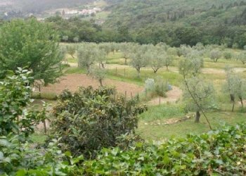 altra_tipologia_vendita_a_prato_figline_in_spendid - Terreno edificabile via bientina, Altopascio - foto 4