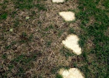 Funghi-del-prato.jpg - Terreno edificabile via bientina, Altopascio - foto 5