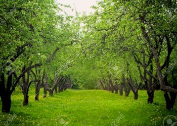 29437317-Beautiful-green-spring-trees-Apple-trees- - Terreno edificabile via bientina, Altopascio - foto 8