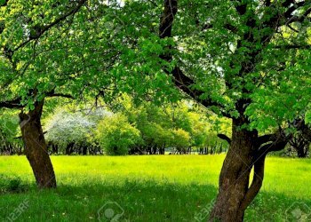 14295687-Sotto-i-due-alberi-sul-prato-verde-pieno- - Terreno edificabile via bientina, Altopascio - foto 9