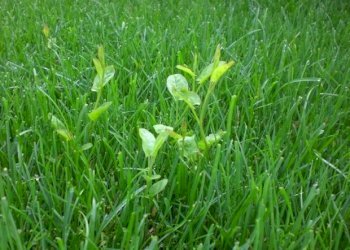 come-ripulire-il-terreno-dalle-malerbe.jpg - Terreno edificabile via bientina, Altopascio - foto 12