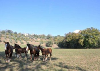 dintorni - Rustico Villa Brunna, Tarano - foto 18
