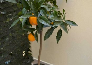 IMG_9093.JPG - Bilocale Siracusa - foto 17