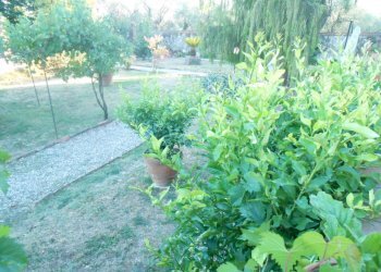 DSCN0036.JPG - Rustico Strada del Cimitero, Lucca - foto 10