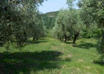 DSCN9896.JPG - Rustico Via per massaciuccoli, San Giuliano Terme - foto 6