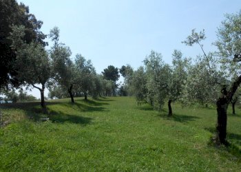 DSCN9897.JPG - Rustico Via per massaciuccoli, San Giuliano Terme - foto 7