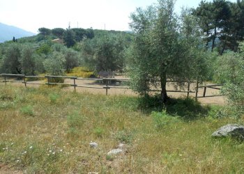 DSCN9901.JPG - Rustico Via per massaciuccoli, San Giuliano Terme - foto 11