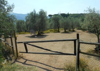 DSCN9902.JPG - Rustico Via per massaciuccoli, San Giuliano Terme - foto 16