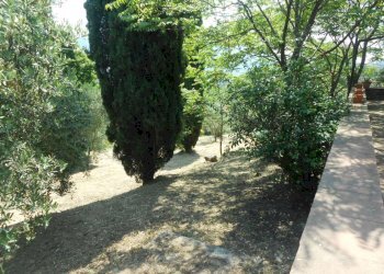 DSCN9908.JPG - Rustico Via per massaciuccoli, San Giuliano Terme - foto 20