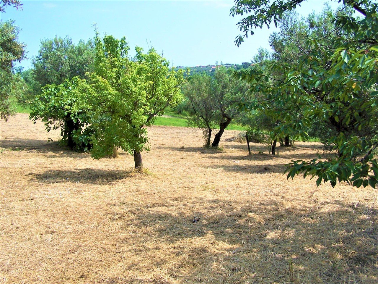100_2643.JPG - Terreno edificabile contrada puglianna, Treglio - foto 1