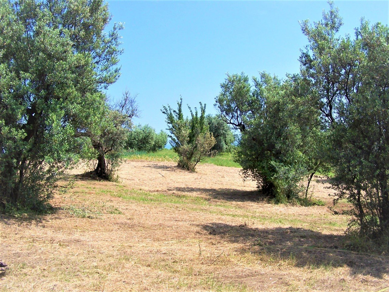 100_2598.JPG - Terreno edificabile contrada puglianna, Treglio - foto 2