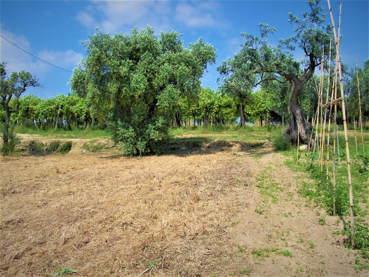 100_2618.JPG - Terreno edificabile contrada puglianna, Treglio - foto 3