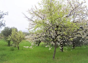 100_0032.JPG - Terreno edificabile contrada puglianna, Treglio - foto 4