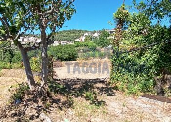 IMG_20200504_151248.jpg - Terreno agricolo Via Mazzini, Pompeiana - foto 1