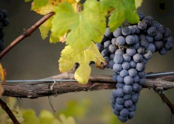 Terreno agricolo La Morra - foto 1