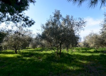 Rustico Appignano del Tronto - foto 27