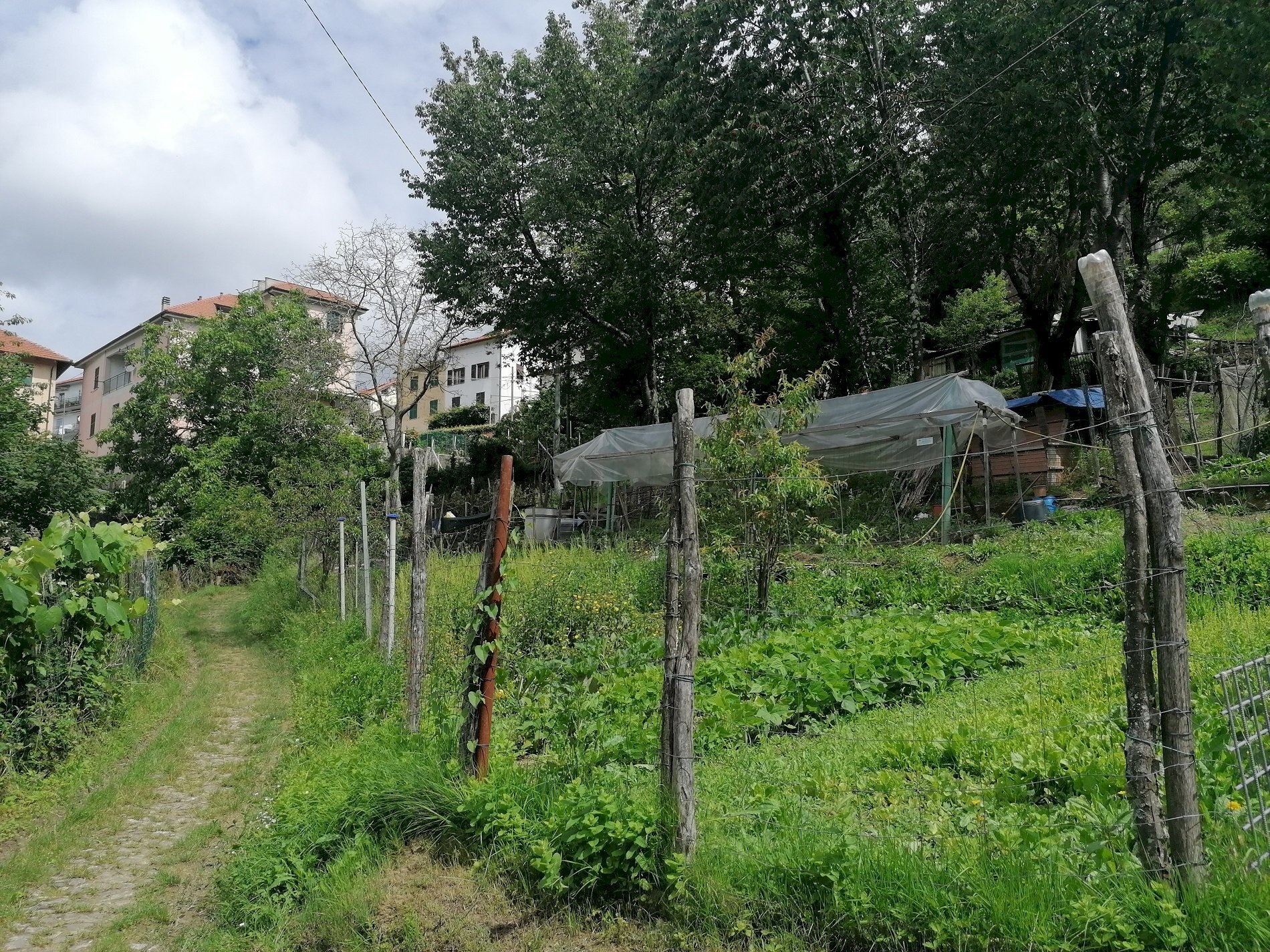 Building land Bargagli - photo 3