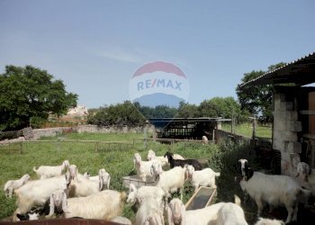 20200606115338-469576-17.jpg - Casa indipendente Contrada Gorgofreddo 229, Monopoli - foto 16