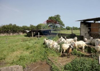 20200606115341-469576-18.jpg - Casa indipendente Contrada Gorgofreddo 229, Monopoli - foto 17