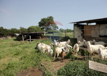 20200606115343-469576-19.jpg - Casa indipendente Contrada Gorgofreddo 229, Monopoli - foto 18