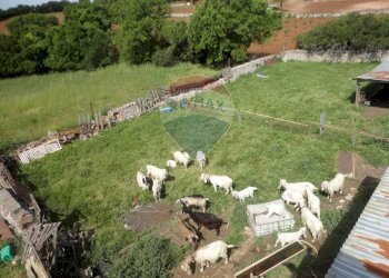 20200606115352-469576-22.jpg - Casa indipendente Contrada Gorgofreddo 229, Monopoli - foto 21